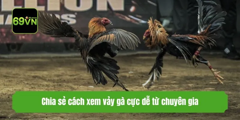 Chia sẻ cách xem vảy gà cực dễ từ chuyên gia