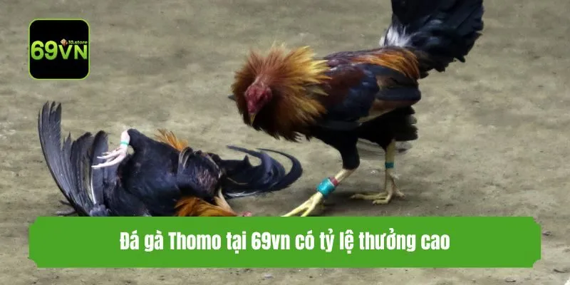 Đá gà Thomo tại 69vn có tỷ lệ thưởng cao