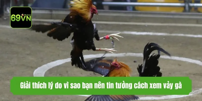 Giải thích lý do vì sao bạn nên tin tưởng cách xem vảy gà
