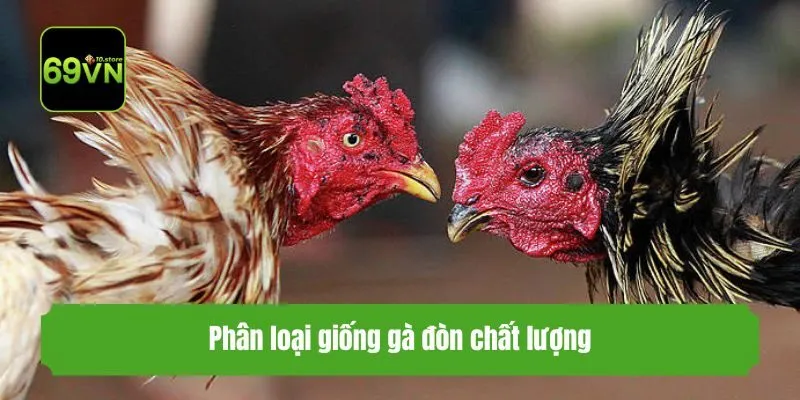 Phân loại giống gà đòn chất lượng